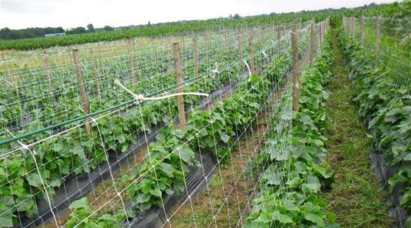 Јавни позив за субвенцију примарне пољопривредне производње на подручју општине Котор Варош у 2015. години