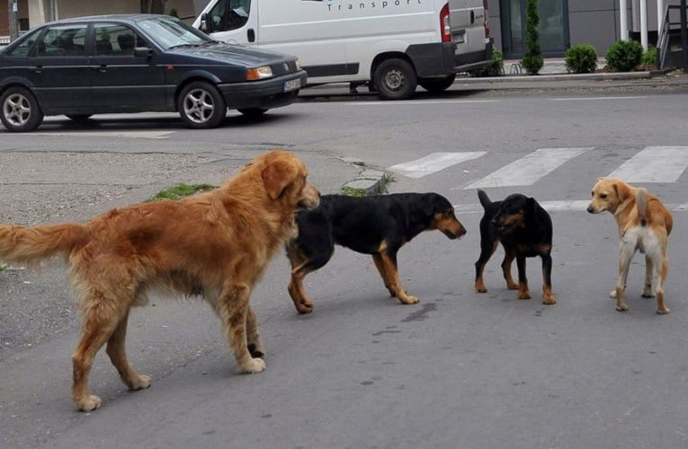 У азил за псе у Прњавору смјештено осам луталица из Котор Вароша