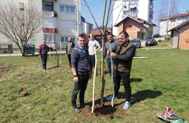 Посађене каталпе у насељу Брегови