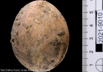 Доза занимљивости:У Израелу пронађено нетакнуто јаје старо 1.000 година