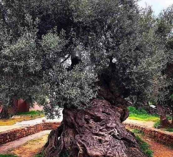 Доза занимљивости: Најстарија маслина у свијету