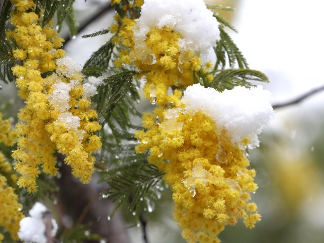 „Празник мимозе“ у Херцег Новом од 13. до 28. фебруара